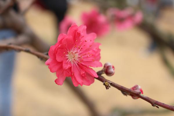 十五月园人亦园是什么生肖，词语落实解释释义