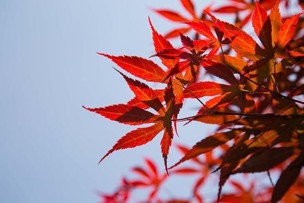 称大王是什么生肖，词语释义落实解释