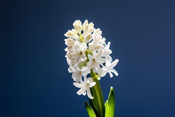 枯干是什么生肖，落实成语解析释义